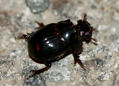 Copris lunaris
